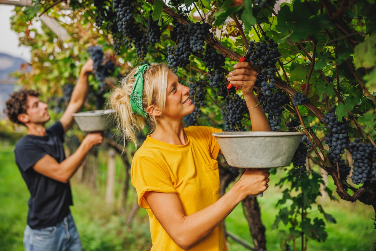 I vitigni resistenti del Trentino: bere bene all’insegna della sostenibilità